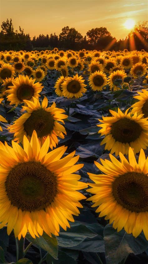 Sunflower Wallpaper Iphone Xr | Best Flower Site