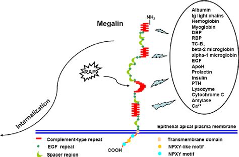 Figure 1.1 from ROLE OF PHOSPHATIDYLINOSITOL METABOLISM IN RENAL EPITHELIAL MEMBRANE TRAFFIC ...