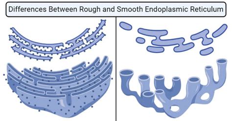 Rough ER vs Smooth ER- Definition, 13 Differences, Examples