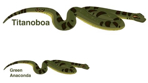 Titanoboa Size Comparison by Bvega41 on DeviantArt