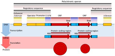 Difference Between Monocistronic and Polycistronic mRNA | Compare the Difference Between Similar ...