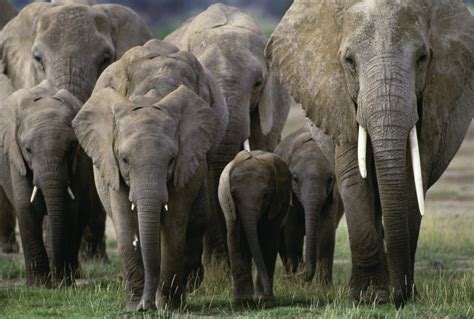 African Elephant Herd, Amboseli National Park, Kenya - Art Wolfe