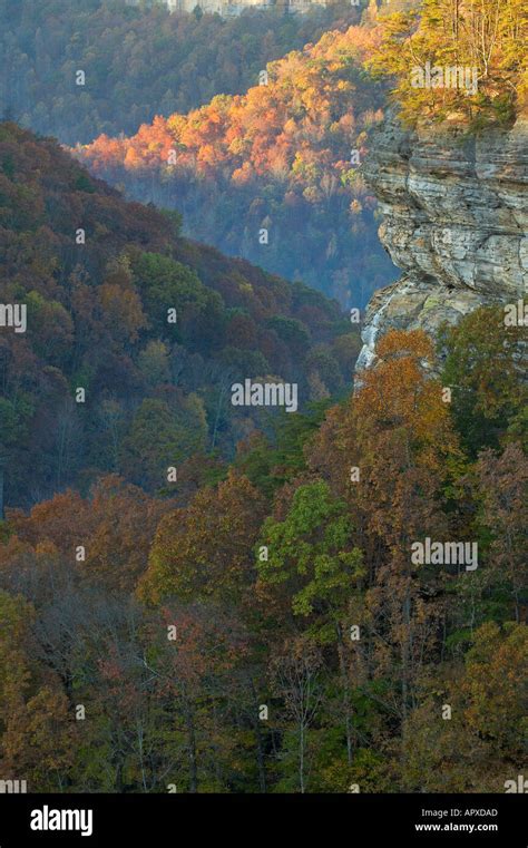 Scenic View of Gorge and Bluffs on the Cumberland Plateau in Fall Pogue Creek Tennessee Stock ...