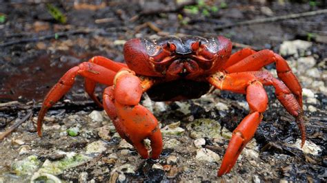 Red Crab Photos - Great Migrations - National Geographic Channel - Canada