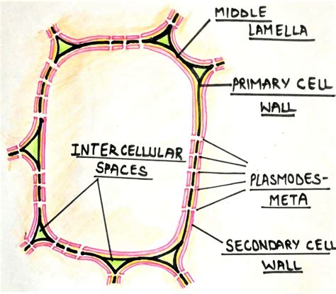 Plant Cell Wall Diagram - Plant Cell Wall High Resolution Stock Photography And Images Alamy ...