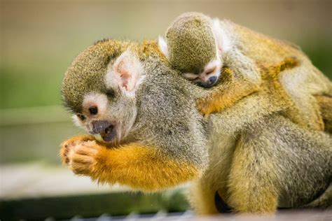 An early Christmas present as trio of baby squirrel monkeys arrive at Woburn Safari Park | ITV ...