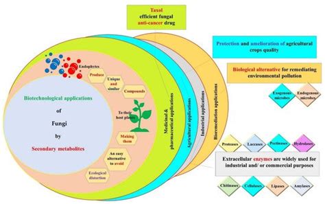 Secondary Metabolites of Endophytic Fungi | Encyclopedia MDPI