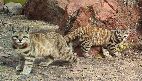 Endangered Andean Cats, Hiding Out in South America