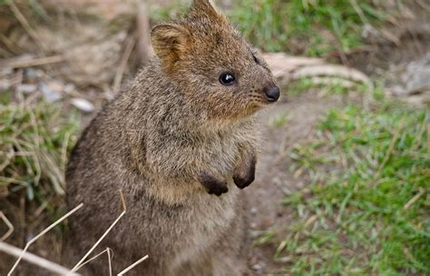 Quokka | San Diego Zoo Animals & Plants