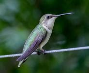 Female Ruby-throated Hummingbird Free Stock Photo - Public Domain Pictures