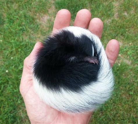 I found a baby Skunk | Baby skunks, Animals beautiful, Cute baby animals