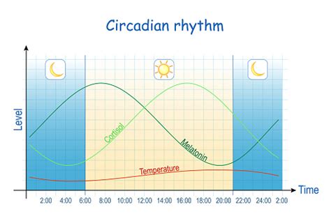 Circadian Rhythm Human Biological Clock Stock Illustration - Download Image Now - Rhythm ...