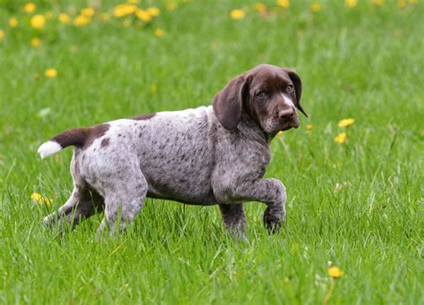 German Shorthaired Pointer: Dog Breed Characteristics & Care