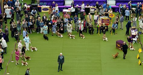 Westminster Dog Show 2023 Results: Best of Breed Winners and Monday ...