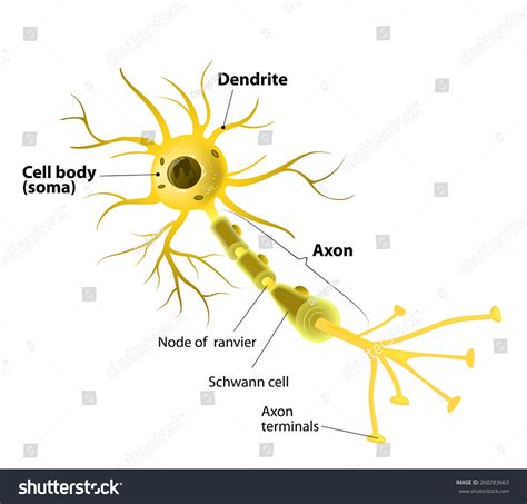 Neuron Synapse Labeled Diagram: ilustración de stock 268283663 ...