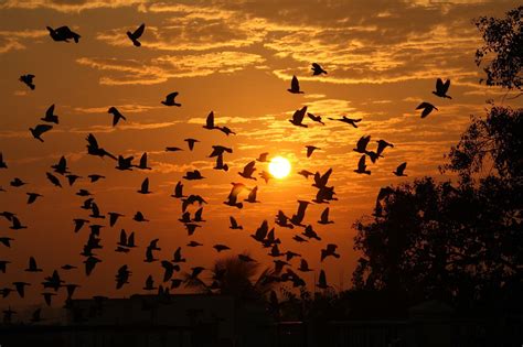 Wallpaper : sunlight, birds, animals, sunset, nature, reflection, sky, silhouette, sunrise ...