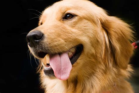 Golden Retriever Dog Breed » Information, Pictures, & More