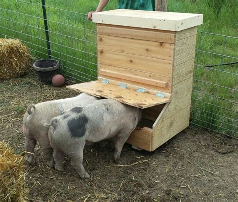 Just finished building a pig feeder for two, they seem to approve. | Pig feeder, Pig, Pig shelter