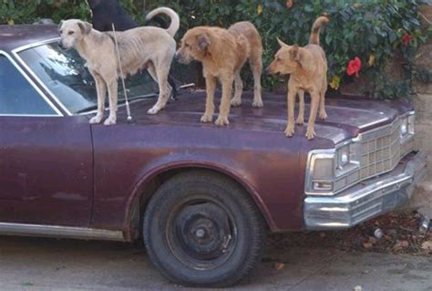 Dog Car Alarm