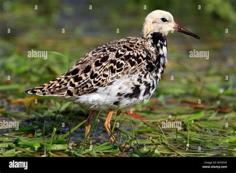 Ruff Bird High Resolution Stock Photography and Images - Alamy