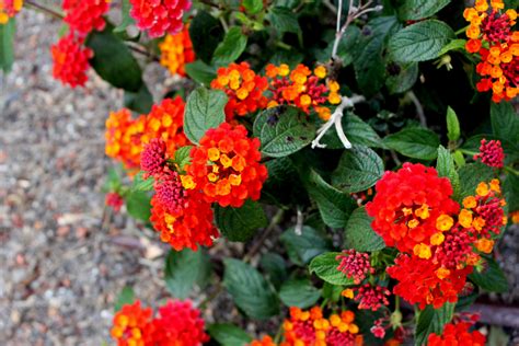 15 Different Types of Lantana (All Lantana Varieties) - PlantSnap