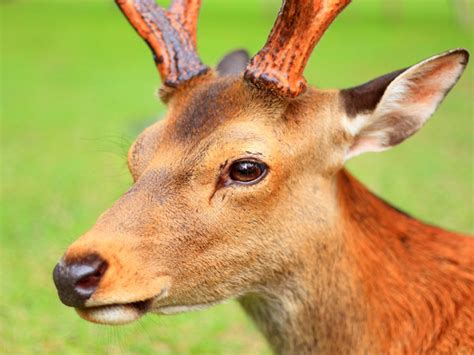 Sika Deer - Open Farm and Mini Zoo Ardmore Waterford