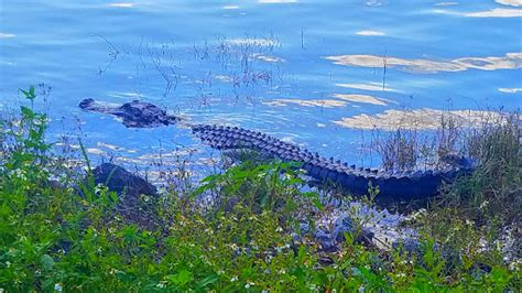 Nature Preserve «Lake Apopka Wildlife Drive», reviews and photos, 2803 ...