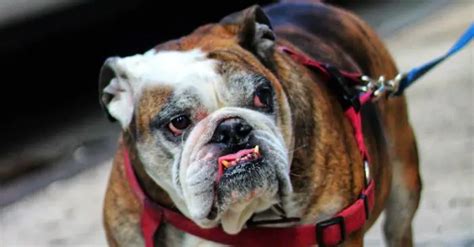 English Bulldog Colors: A Visual Guide to Stunning Coat Varieties