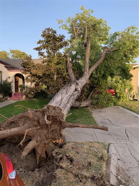 High winds blow through Turlock - Turlock Journal