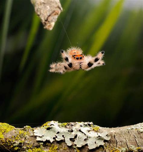 Awesome Animal - Jumping Spider - Stan C. Smith