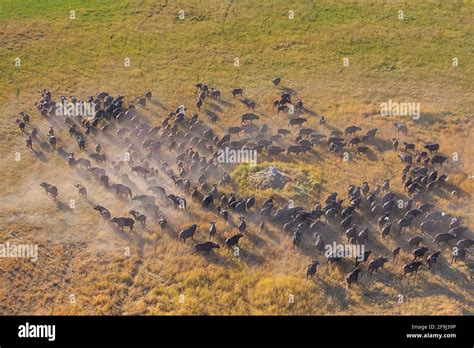 Buffalo running in herd aerial hi-res stock photography and images - Alamy