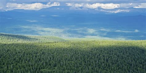 Russia's Forests Overlooked In Climate Change Fight, Scientists Warn | HuffPost