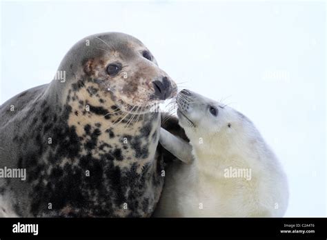 gray seal with pup Stock Photo - Alamy