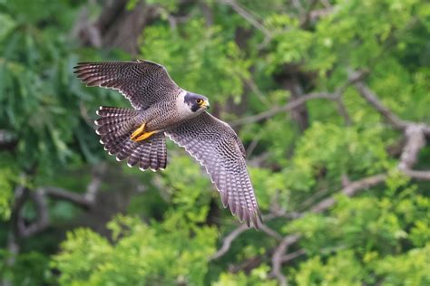 Soaring to Success: Peregrine Falcon Conservation | Mass.gov