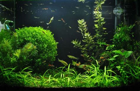 Easy and Low-Maintenance: Top Aquarium Plants for Beginners