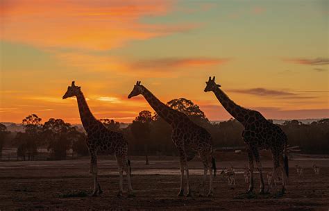 Take a Walk on the Wild Side at Taronga Western Plains Zoo | Travel Insider