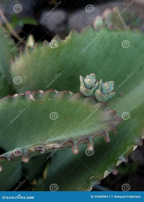 Kalanchoe Pinnata (cocor Bebek) Which Has Started To Grow Its Puppies ...