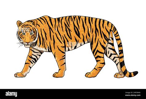 Tiger drawing. Digital template for coloring with big cats Stock Photo ...