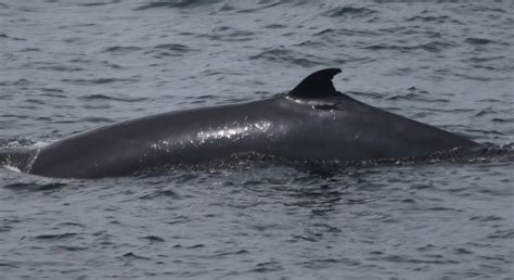 Blue Ocean Society's Whale Sightings: June 30 Captain's Lady III