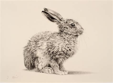 Hare Drawing at GetDrawings | Free download