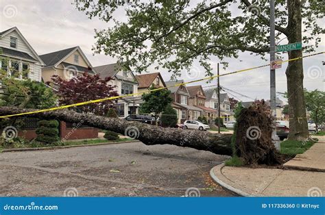 Large Tree Fallen Down Aftermath of Strong Storm Environmental Damage ...