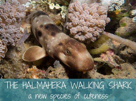 The Halmahera walking shark - a new species of cuteness - More Fun Diving