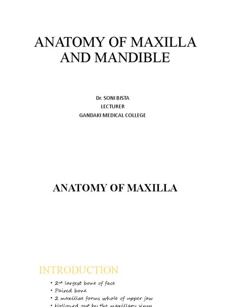 Anatomy of Maxilla and Mandible | PDF | Skeletal System | Anatomy