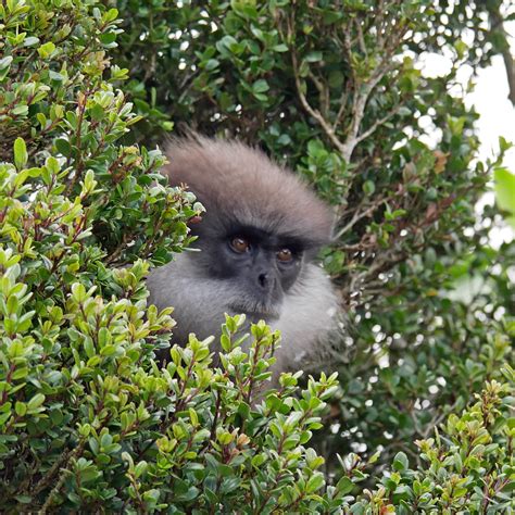 Nuwara Eliya Horton Plains National Park & Tea Plantations