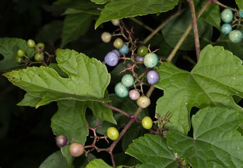 Ampelopsis brevipedunculata (Porcelain berry)