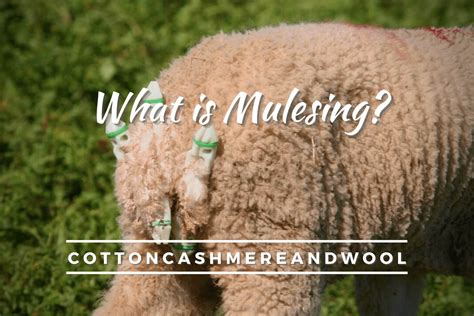 What is Mulesing? And What Should We Know About it?