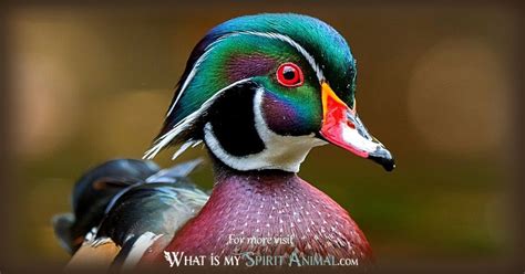 Duck Symbolism & Meaning | Spirit, Totem & Power Animal