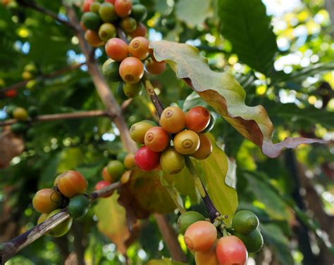 Coffea arabica L. Magnoliopsida. Rubiaceae. Arabia: Africa… | Flickr