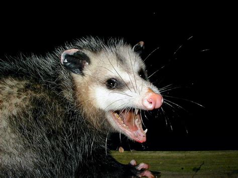 Opossum | Animal Wildlife