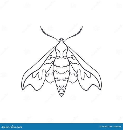 Deilephila Elpenor. Pink Hawk Moth. Butterfly Sketch Stock Illustration - Illustration of ...